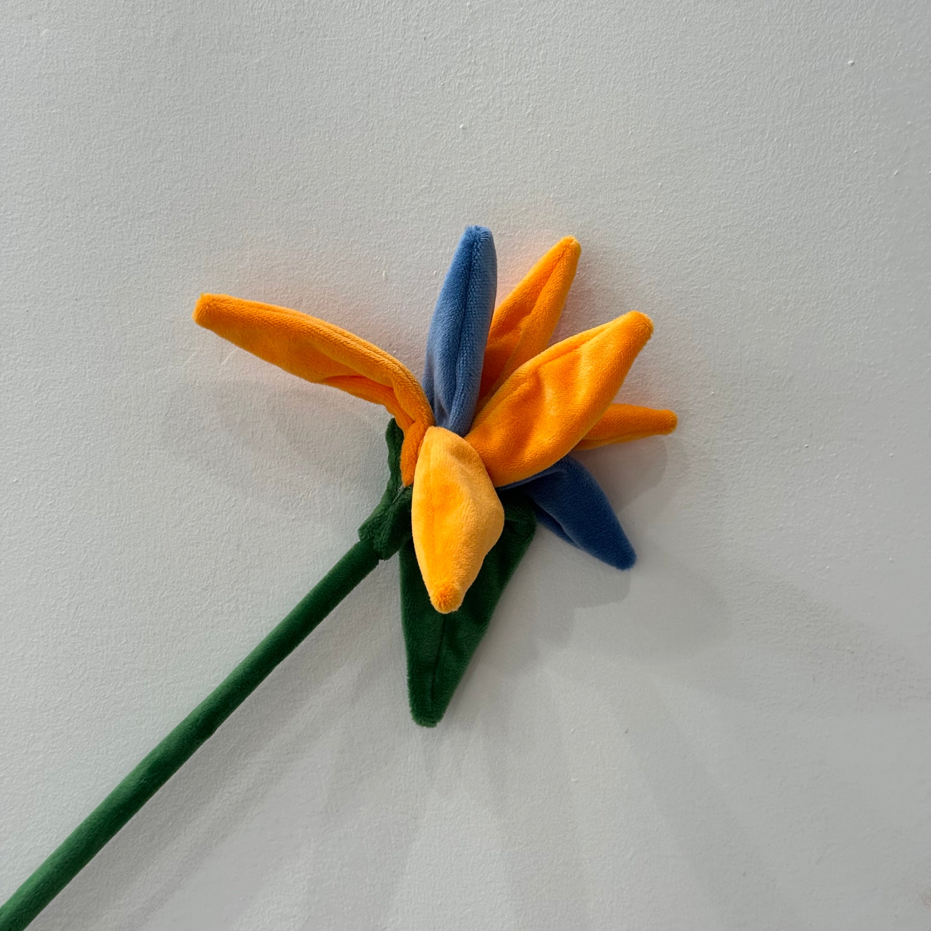 CJ Hendry Flower Market – Bird of Paradise
