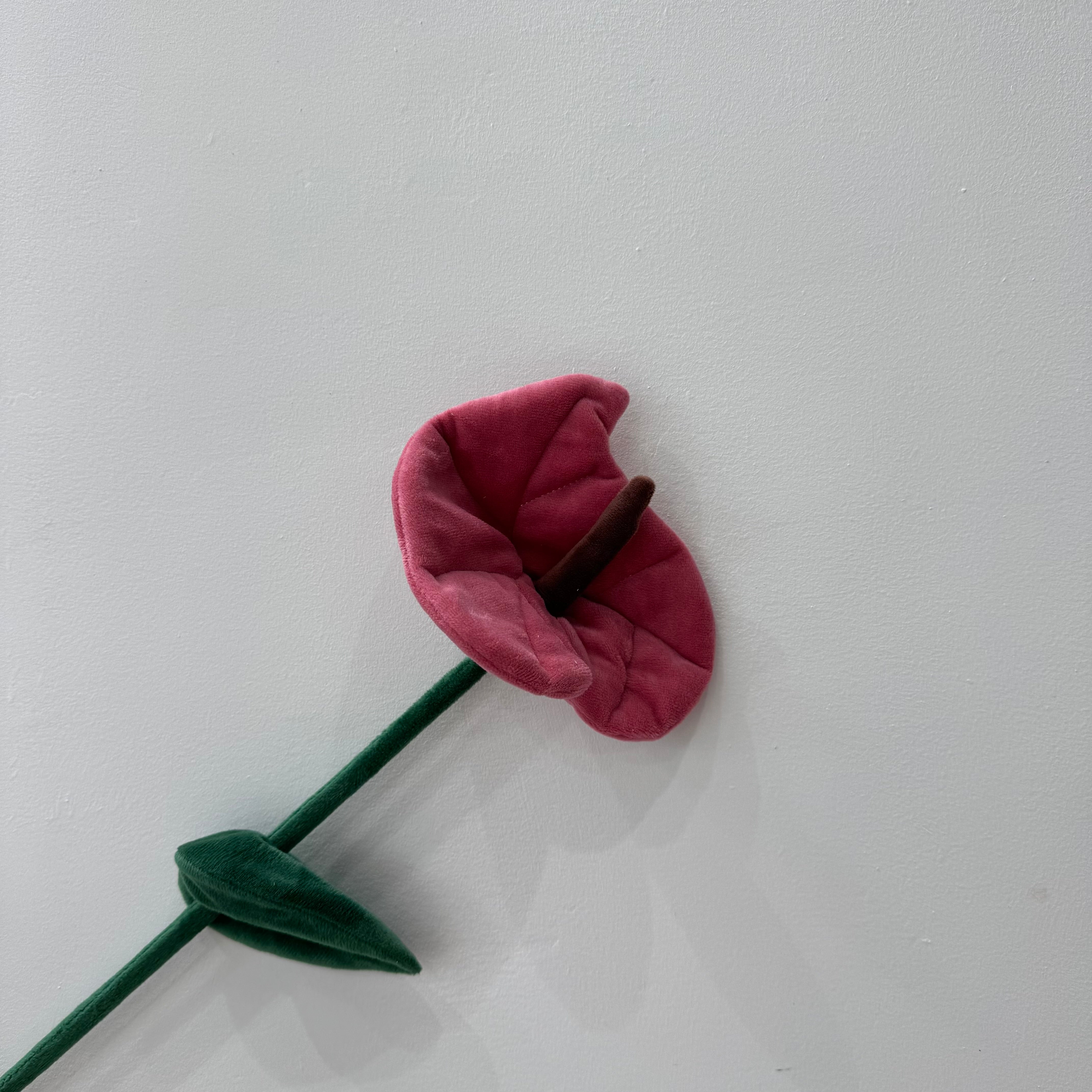 CJ Hendry Flower Market – Anthurium