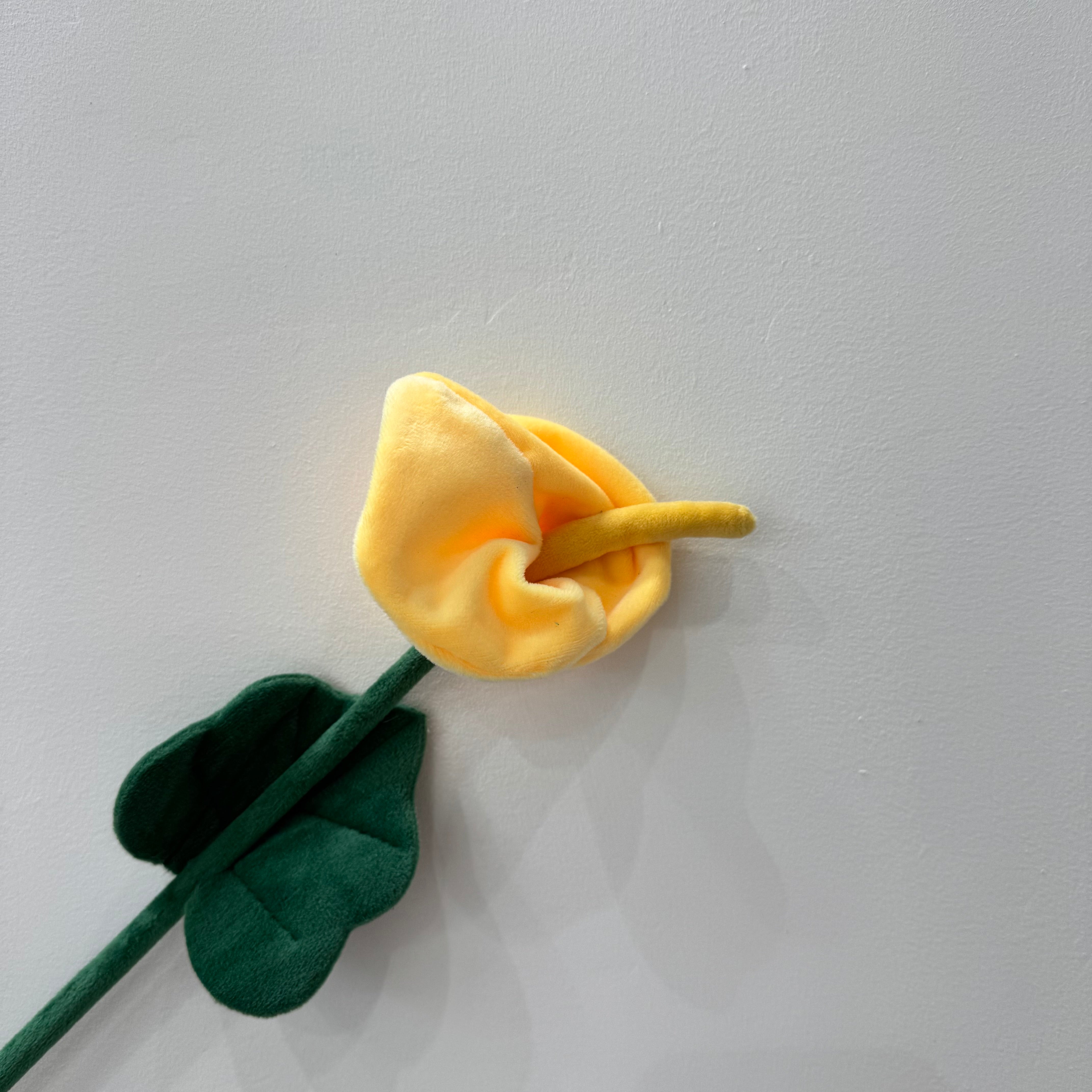 CJ Hendry Flower Market – Calla Lily